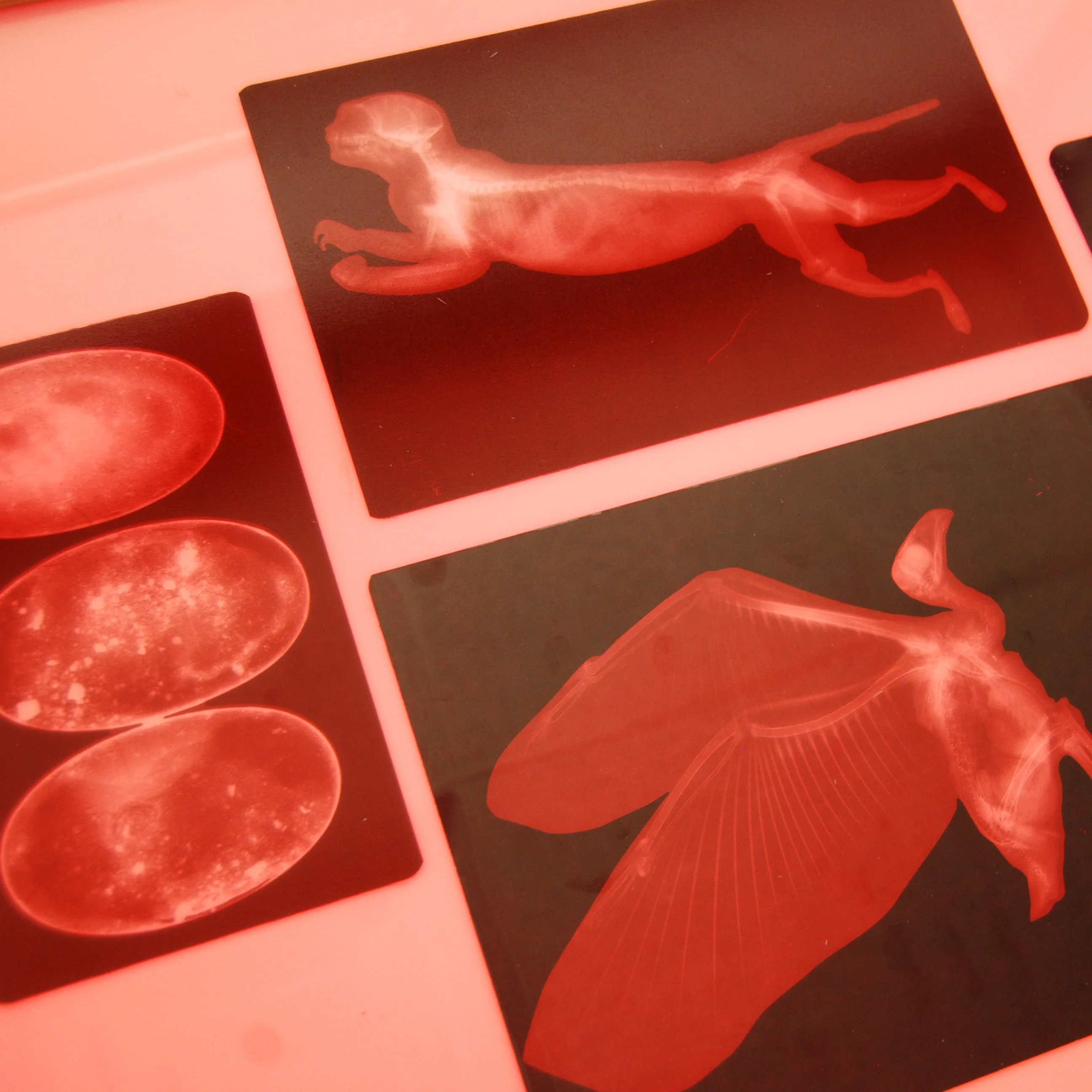 Animal X-rays - Image 3