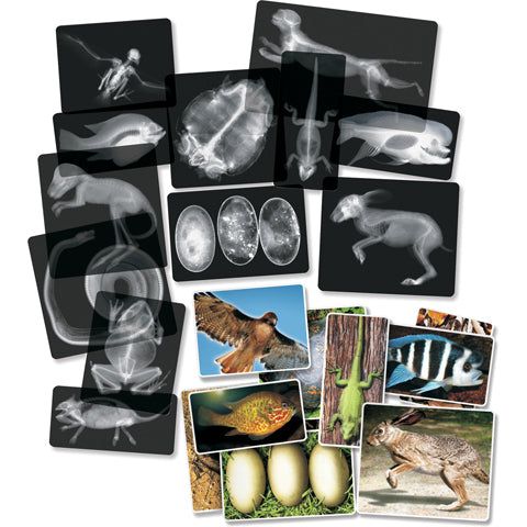 Animal X-rays - Image 4