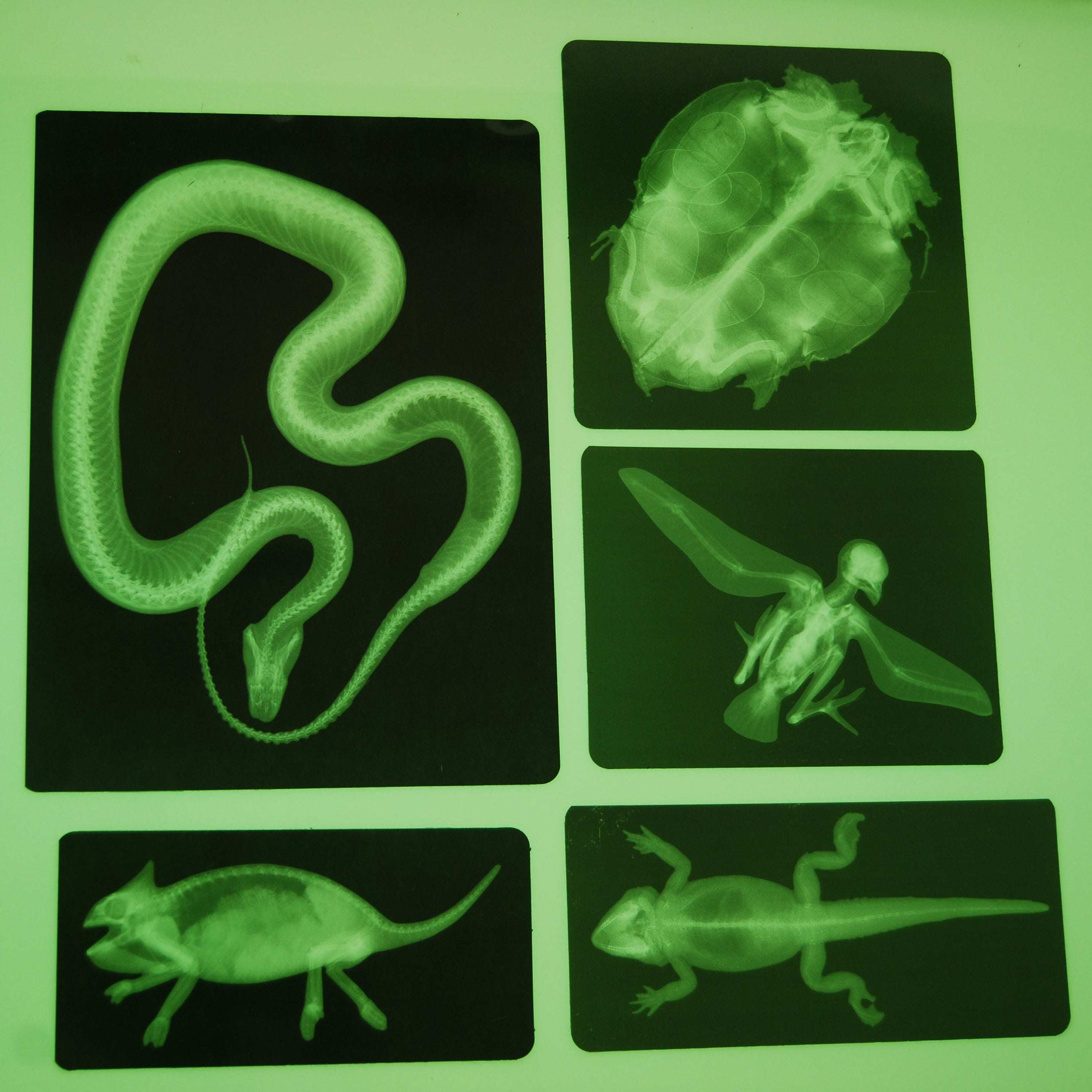 Animal X-rays - Image 5