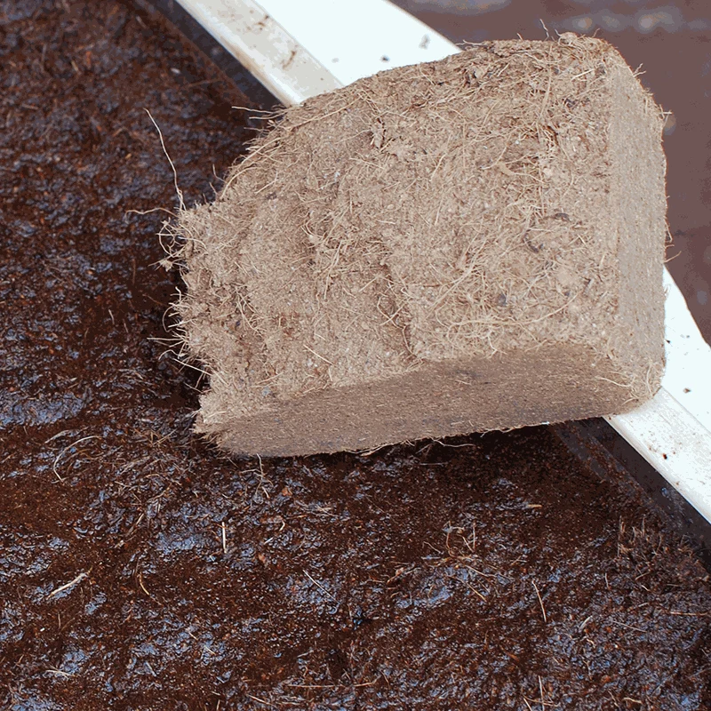 Kodo Coconut - Image 4